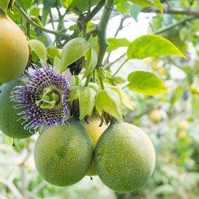 cultivation of fruits of passion, granadilla