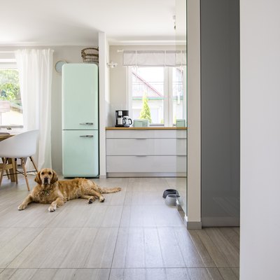 Dog in front of mint fridge in spacious interior with kitchen and chairs at dining table. Real photo