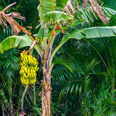 Ripe Yellow Bananas on a Tree