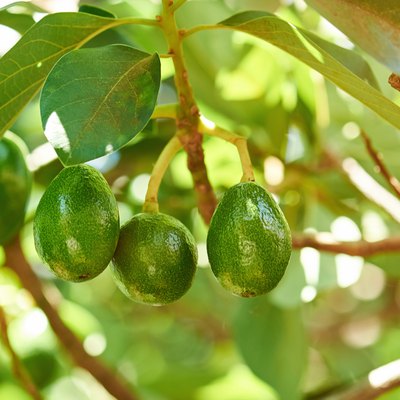 Group of avocados hang on tree