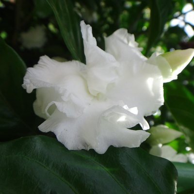 Sambac jasmine flower
