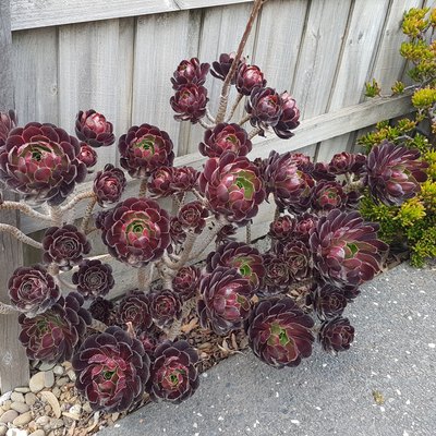 Aeonium arboreum 'Zwartkop' – Black Rose