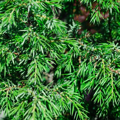 Popular ornamental plants green juniper. background, texture