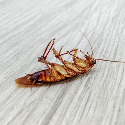 Poisoned dead cockroach