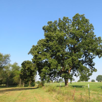 Pecan tree in a meadow