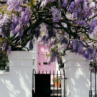 Blossoming wisteria tree covering up a facade of a house in Notting Hill, London