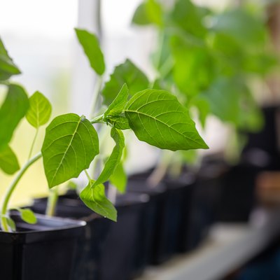 Young tomatillo seedlings (Mexican husk tomato, Physalis philadelphica, Physalis ixocarpa, Vegetable physalis) in a black flower pots on windowsill. Gardening concept.