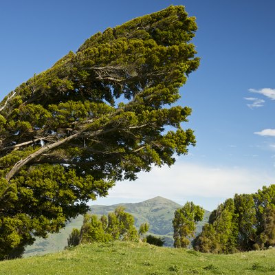 Wind-bowed Podocarpus totara tree, Banks Peninsula, South Island, New Zealand