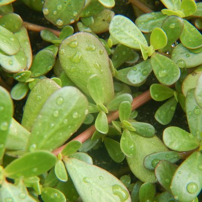 Purslane leaves after rain