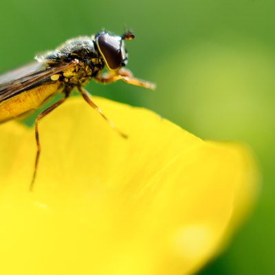 A gnat is resting on a buttercup.
