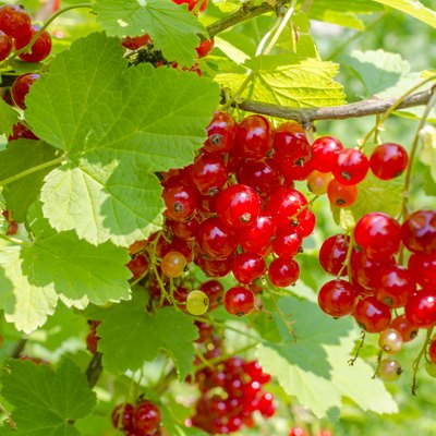 Red currants on shrub