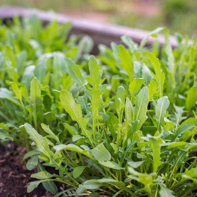 Green young organic arugula grows on a bed in the ground