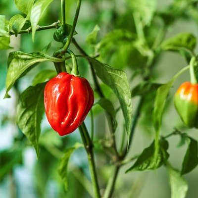 Habanero plant featuring fresh, ripe habanero peppers, ready for picking