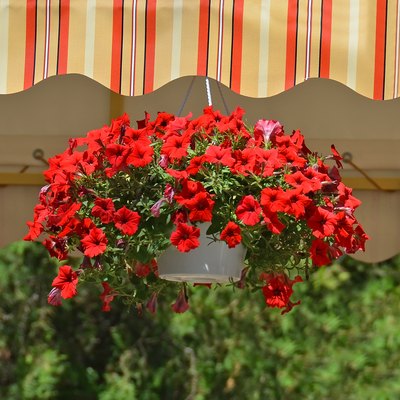 Potted red petunias