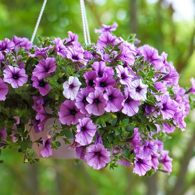 purple petunia flowers in the garden
