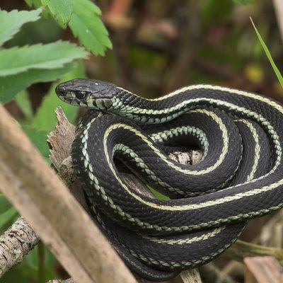 Close-up of a coiled garden snake on a branch