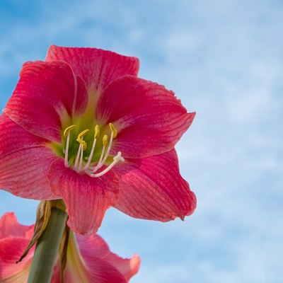 Reddish Pink Amaryllis belladonna lily flower with blue sky background