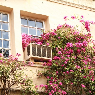 Bougainvillea on building