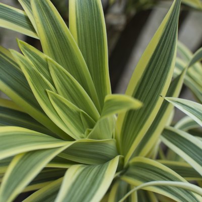 Dracaena green leaves close up for background.