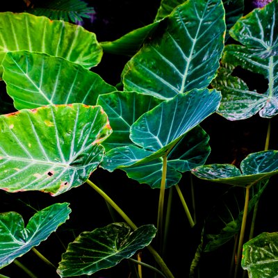 Art of Green Taro Plant background