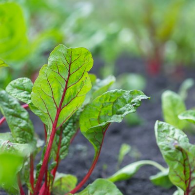 Close-up of chard leaves growing in garden