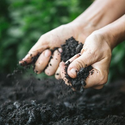 Close-Up Of Man Holding Soil