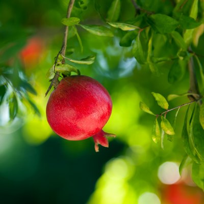 Ripe pomegranate hanging on a tree