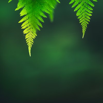 Low Angle View Of Fern Leaves