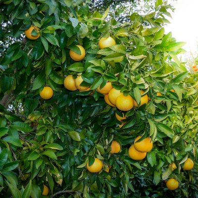 Ruby red grapefruit tree with clusters of fruit ready for harvest