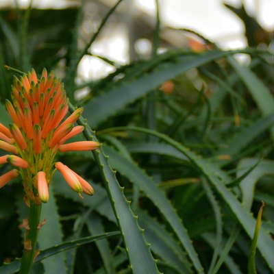 Aloe - flowering succulent plant. Aloe in blooming.