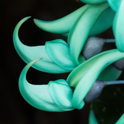 Flowers of Jade Vine (Strongylodon macrobotrys)