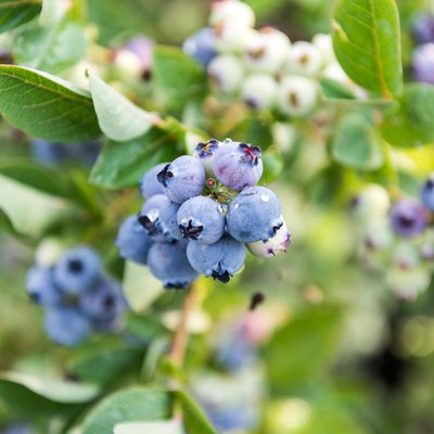 Ripe blueberries on the shrub