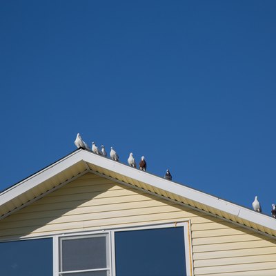 Doves birdssitting white roof blue sky background