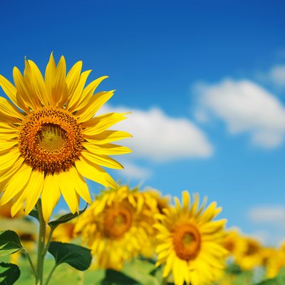 field of sunflowers with blue sky