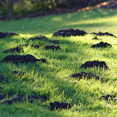 Mole hills in early morning grass.