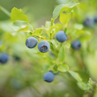 Close up of wild blueberry bushes