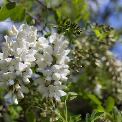 Black Locust Flowers