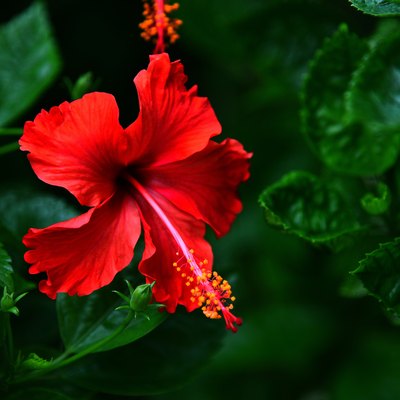 Hibiscus rosa-sinensis Flower