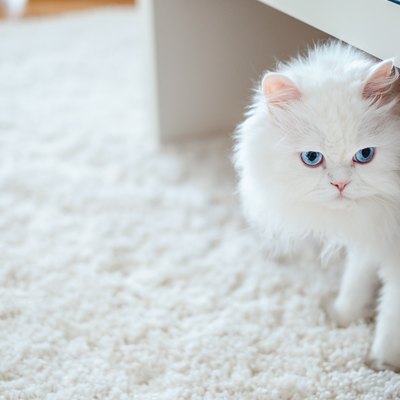 Fluffy white cat on white shag carpet under table.