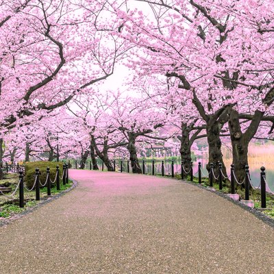 Walking path under the beautiful sakura tree or cherry tree tunnel in Tokyo, Japan