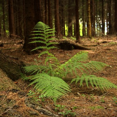 Close-Up Of Plant In Forest