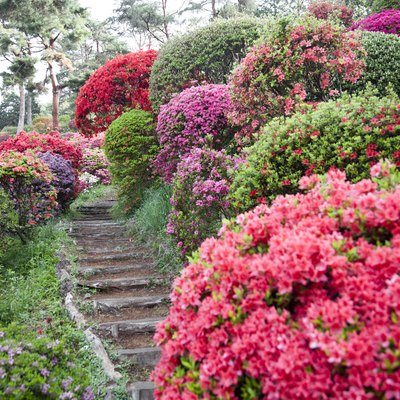 Path through azalea garden.