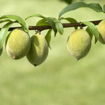 Fresh Peaches Growing on Branch