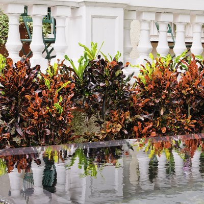 Day of the croton