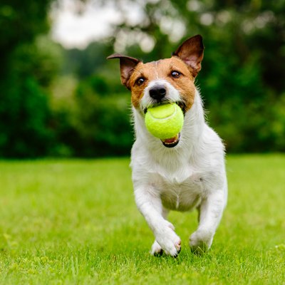 Happy pet dog playing with ball on green grass lawn