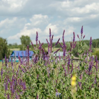 Flowering sage in a meadow. Summer day, Russia.