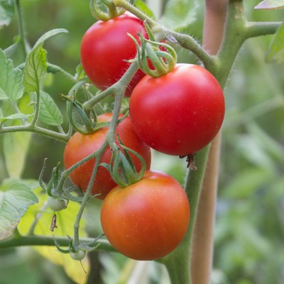 Close-Up Of Red Tomatoes Growing On Tree