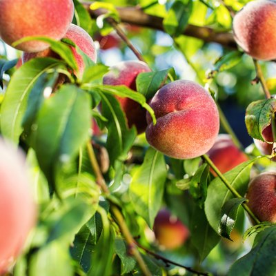 juicy peaches hang on a branch