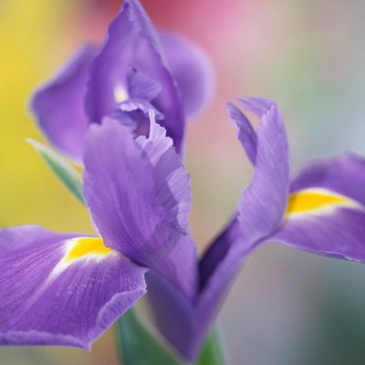Close-up of iris