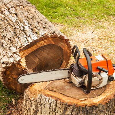Professional chainsaw is on walnut tree. Gasoline saw